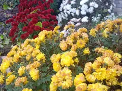 Стойкие хризантемы