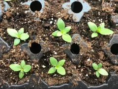 Эустома. Мой январский ритуал