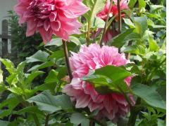 Георгина Otto's Thrill (Dahlia 'Otto's Thrill')