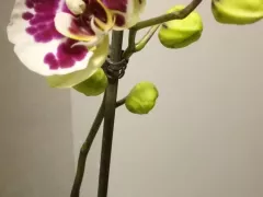 Зацвела пестрая орхидея-фаленопсис 