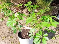 Адаптация гептаплеурума к солнцу и уличной температуре