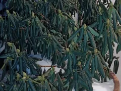 Надеюсь, рододендрон пережил морозы 