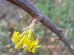 Встречаем зиму красиво. Зацвела чёрная смородина. 