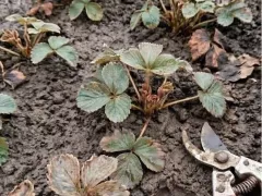 Клубничный эксперимент