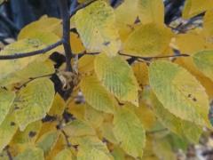 Граб обыкновенный (Carpinus betulus )