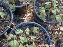 Земляника ремонтантная в горшке, нюансы и мой опыт выращивания.