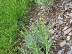 Лаванда узколистная (Lavandula angustifolia)