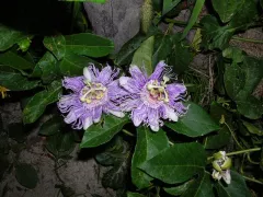 пассифлора телесноцветная