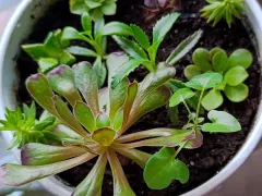 Месяц спустя — маленькие победы в мини-саду