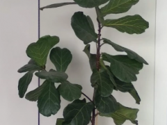  Фикус лировидный (лат. Ficus lyrata)