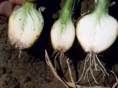 Чтобы чеснок и лук не пропали