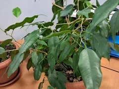 С приходом весны фикус ждёт окультуривания.