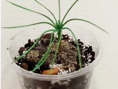 Первая пересадка пинии