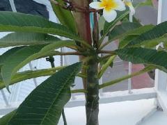 Плюмерия белая (лат. Plumeria alba)