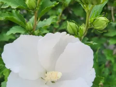  Цветы, как маленькие белые облака. Мой гибискус.