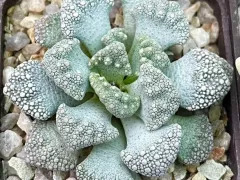 Если бы камни вдруг решили стать растениями...