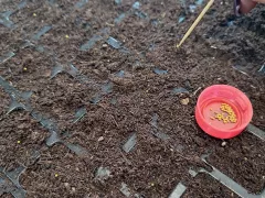 Посев петунии на рассаду