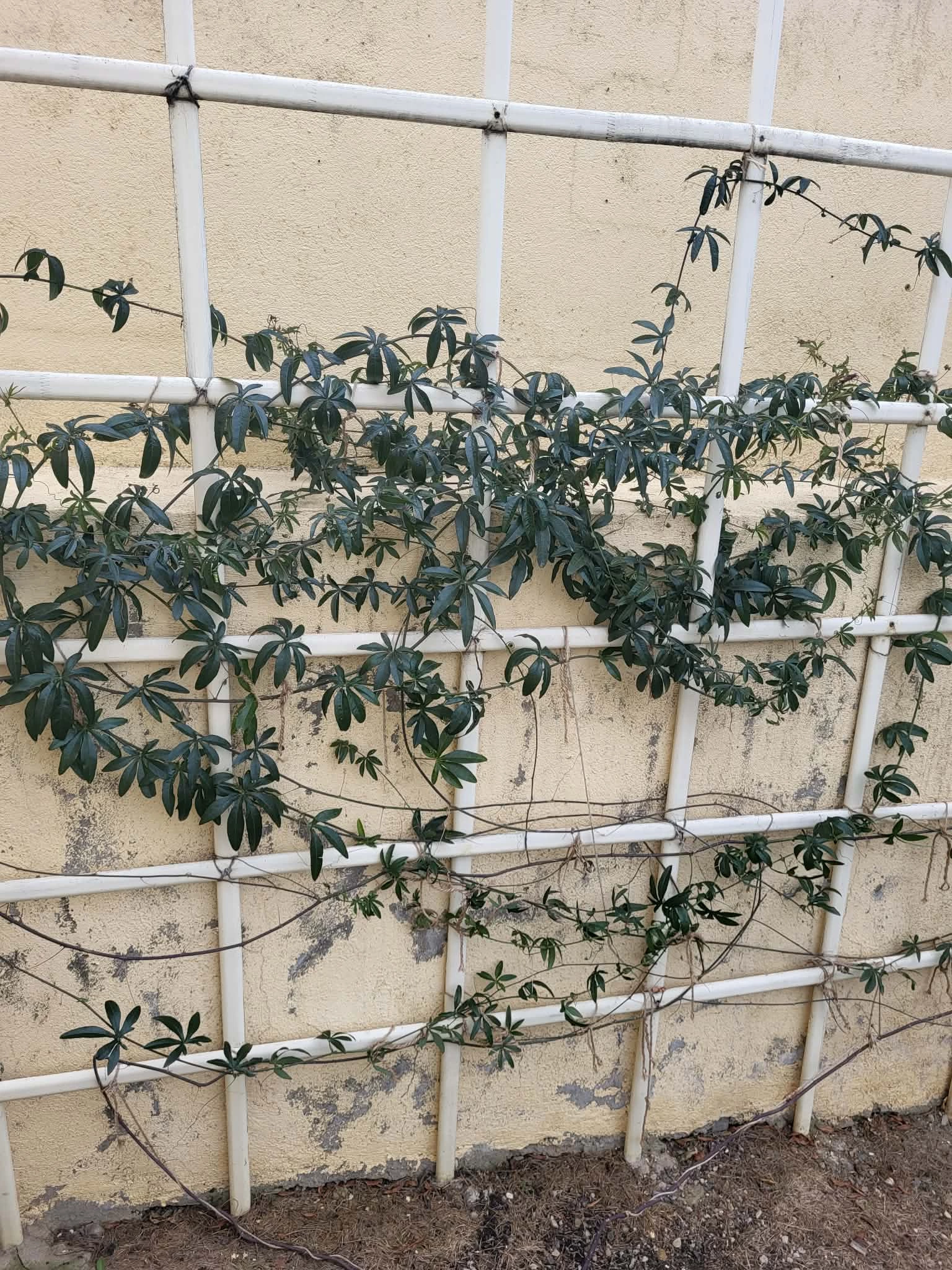 Пассифлора зимой
