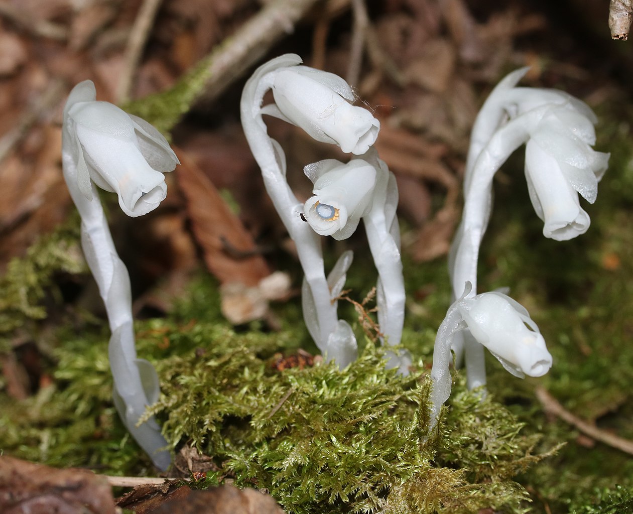 Призрачное растение из Японии