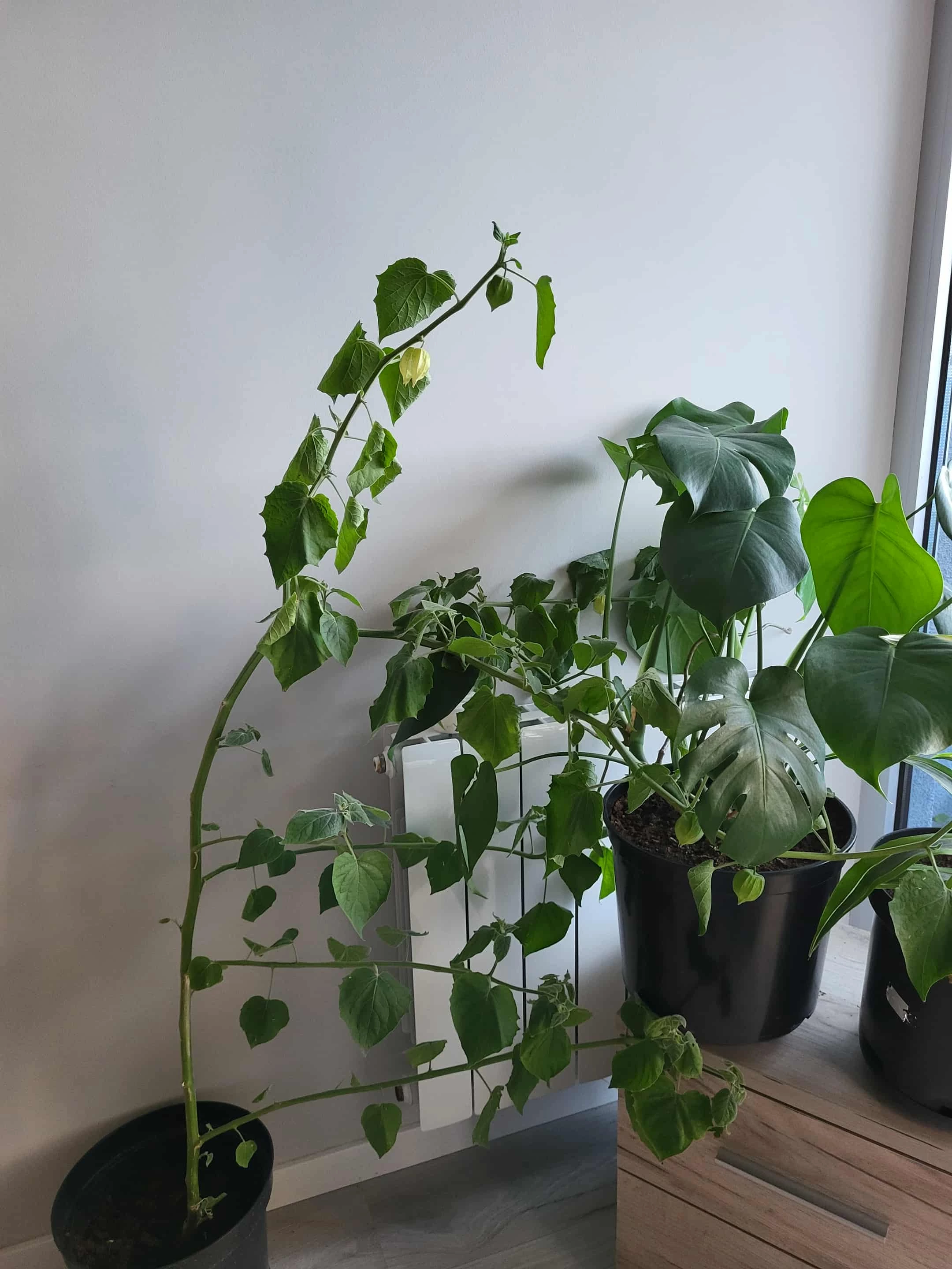 Физалис, который скучает по дому