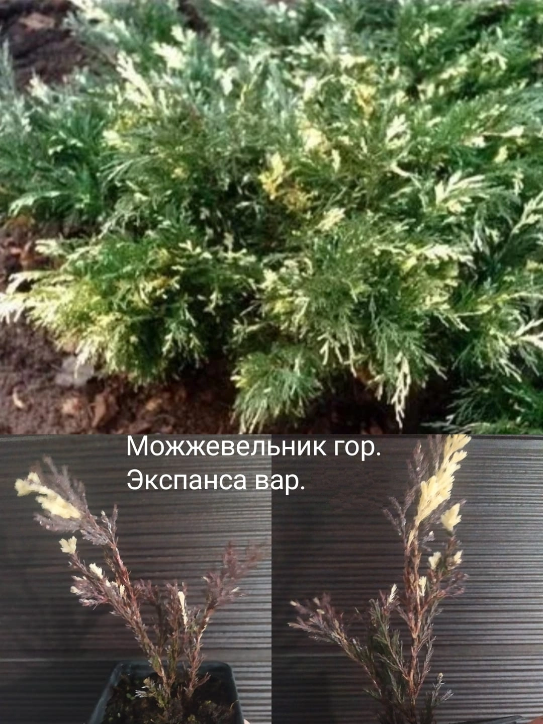 Можжевельник китайский Экспанса вариегатный.
