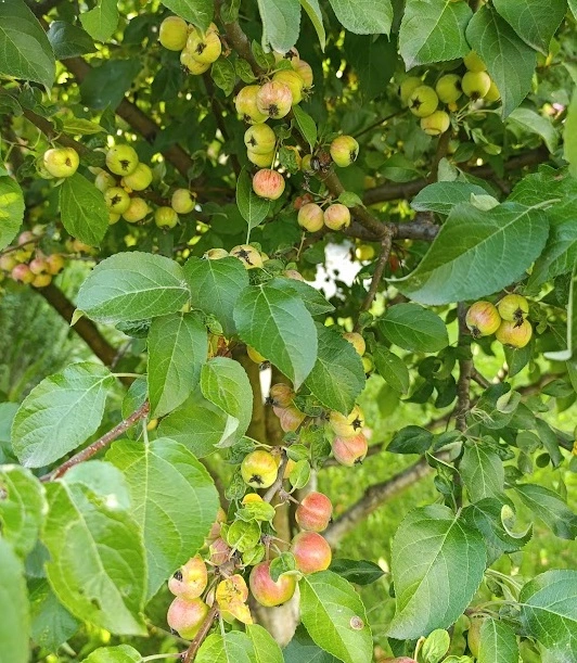 Райские яблочки