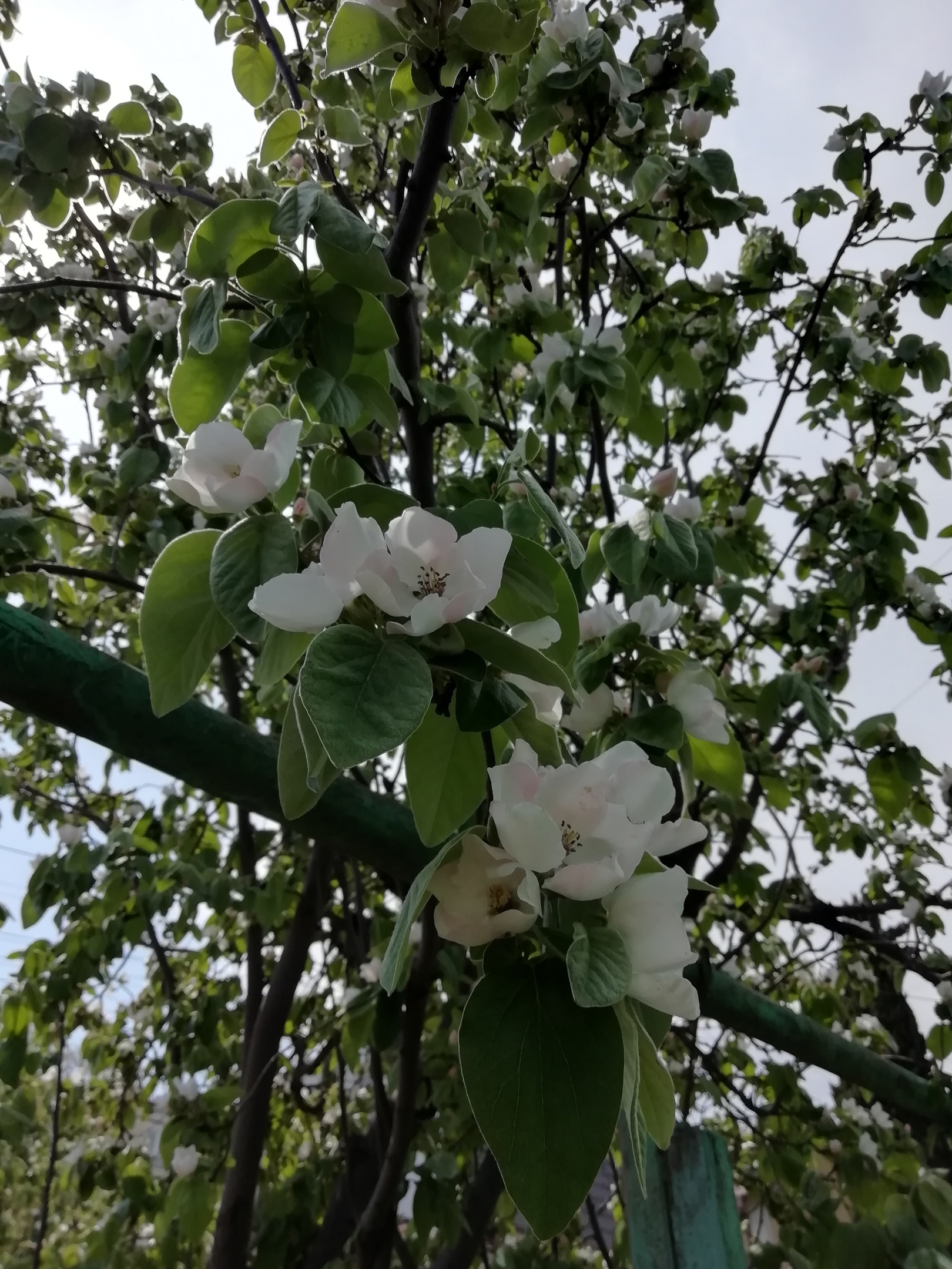 Пышное цветение айвы в Крыму