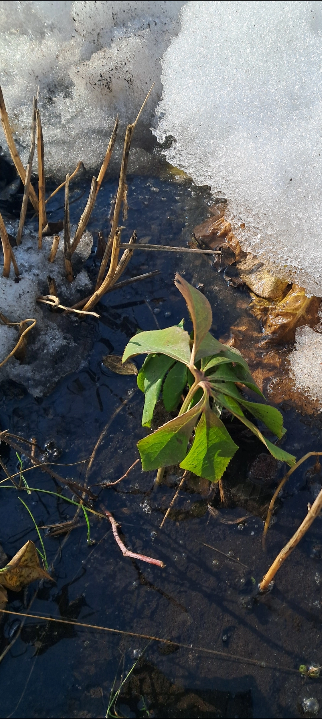А сейчас немного про морозник.