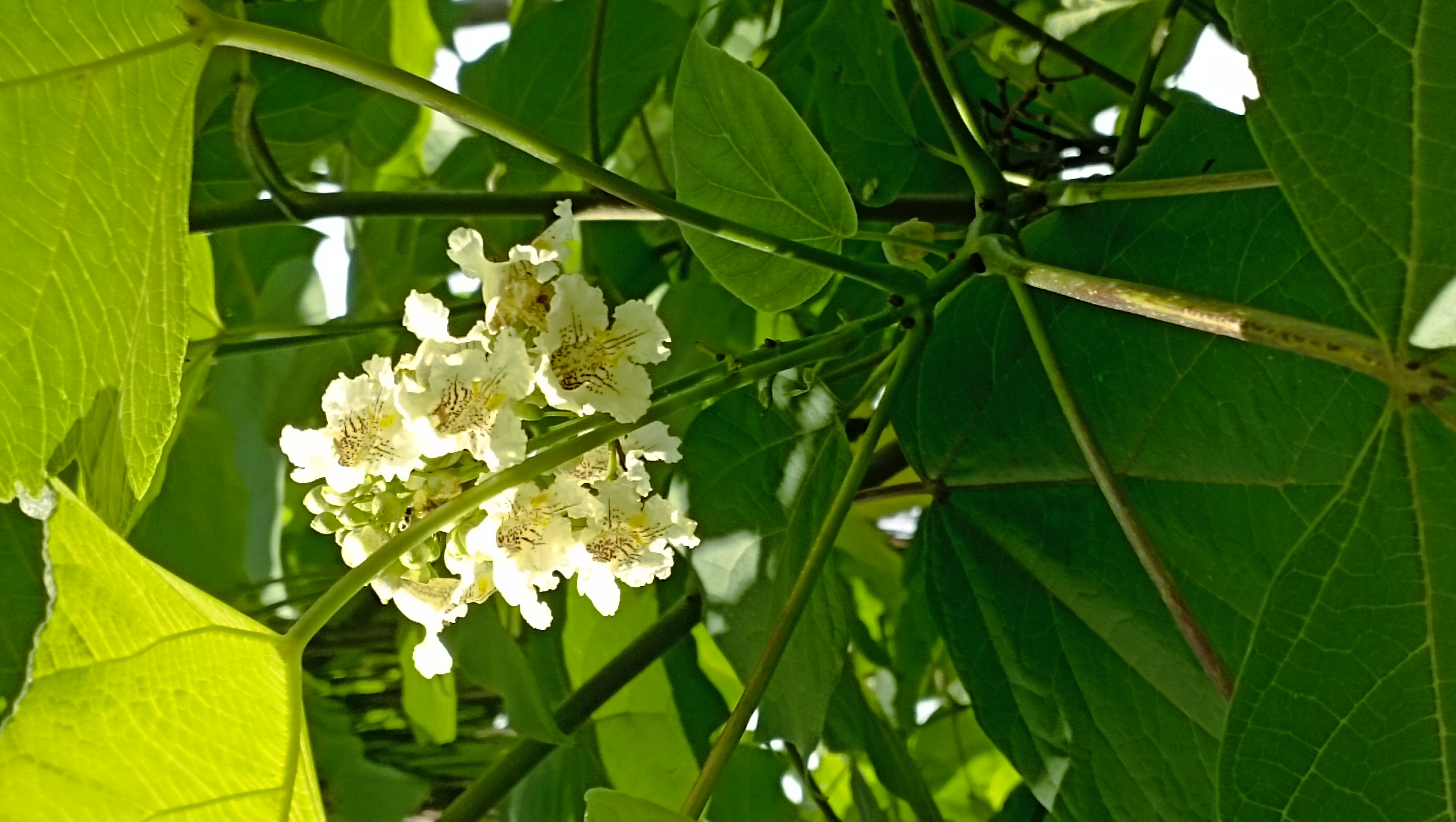 Катальпы цветут