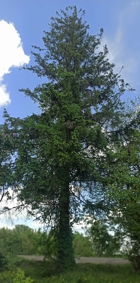Старая ель заболела