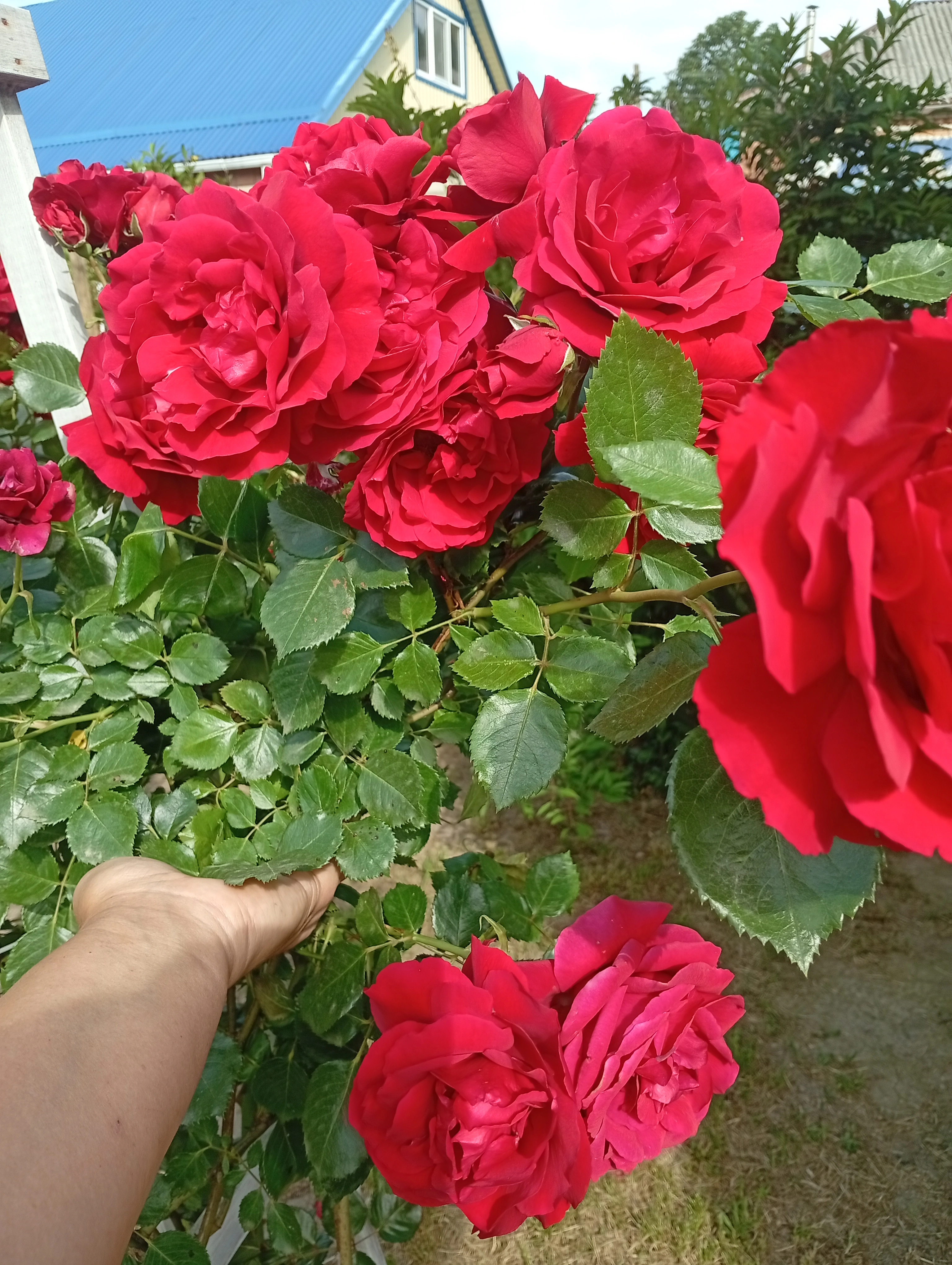 Плетистая роза, украшение участка.