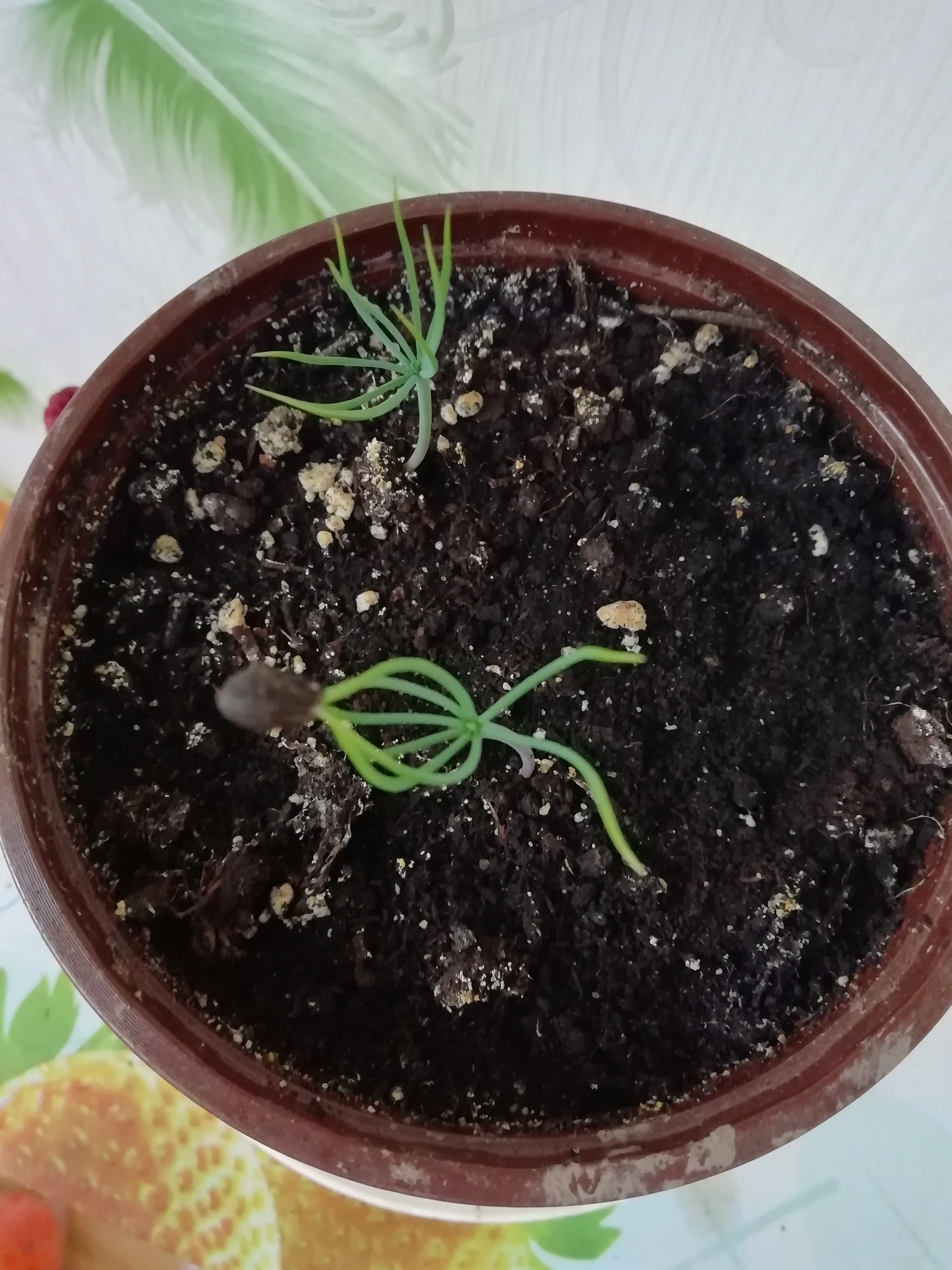 И снова сосенки из семян.