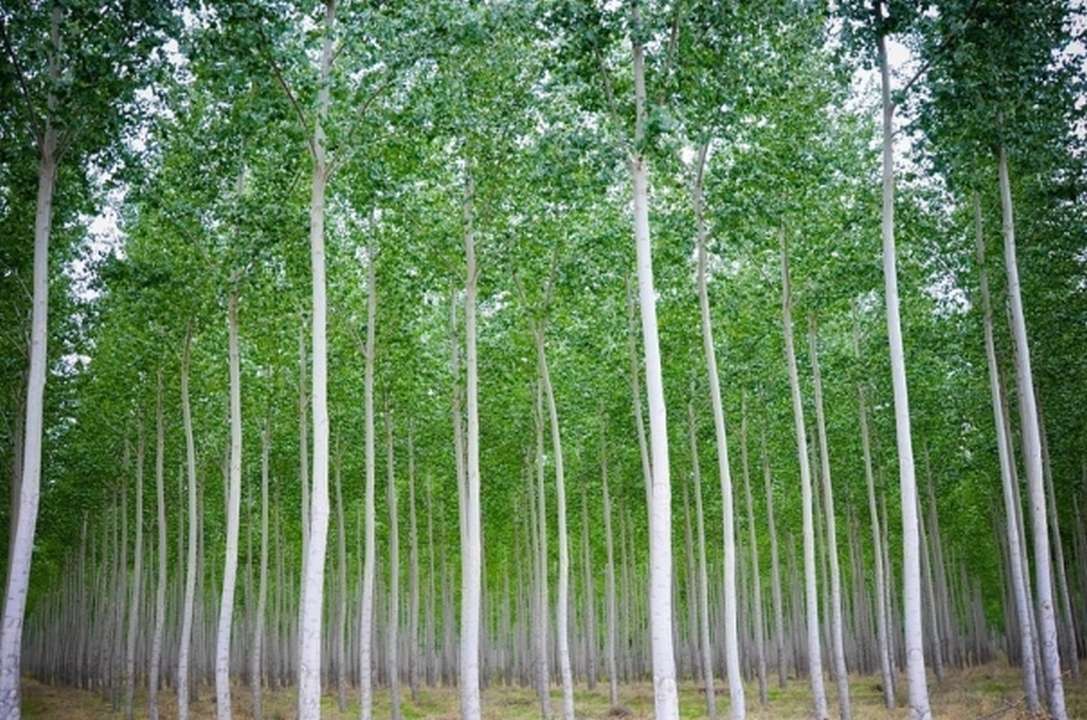 Как модификация генов поможет сохранить экосистемы