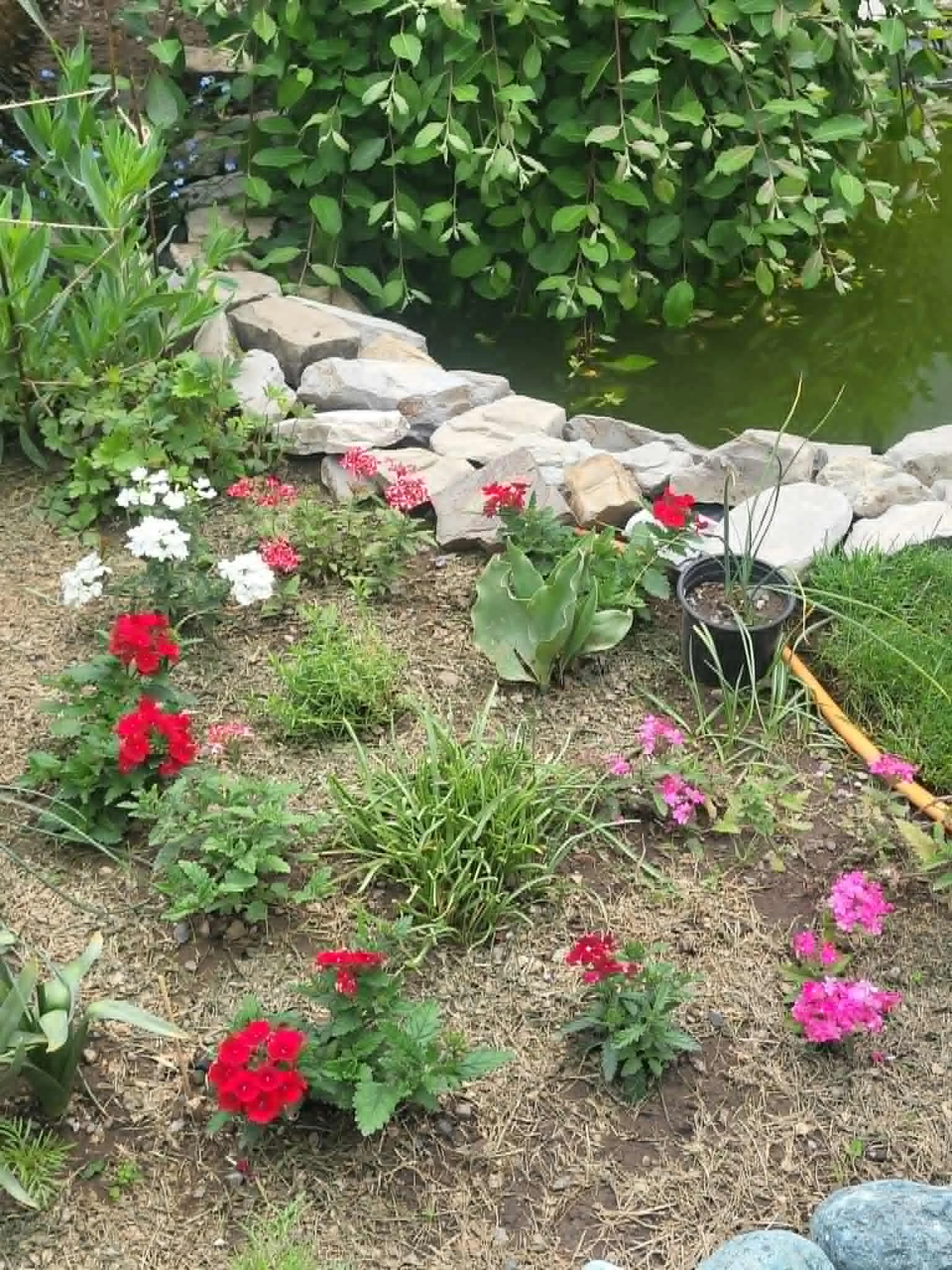 Возле моего маленького пруда