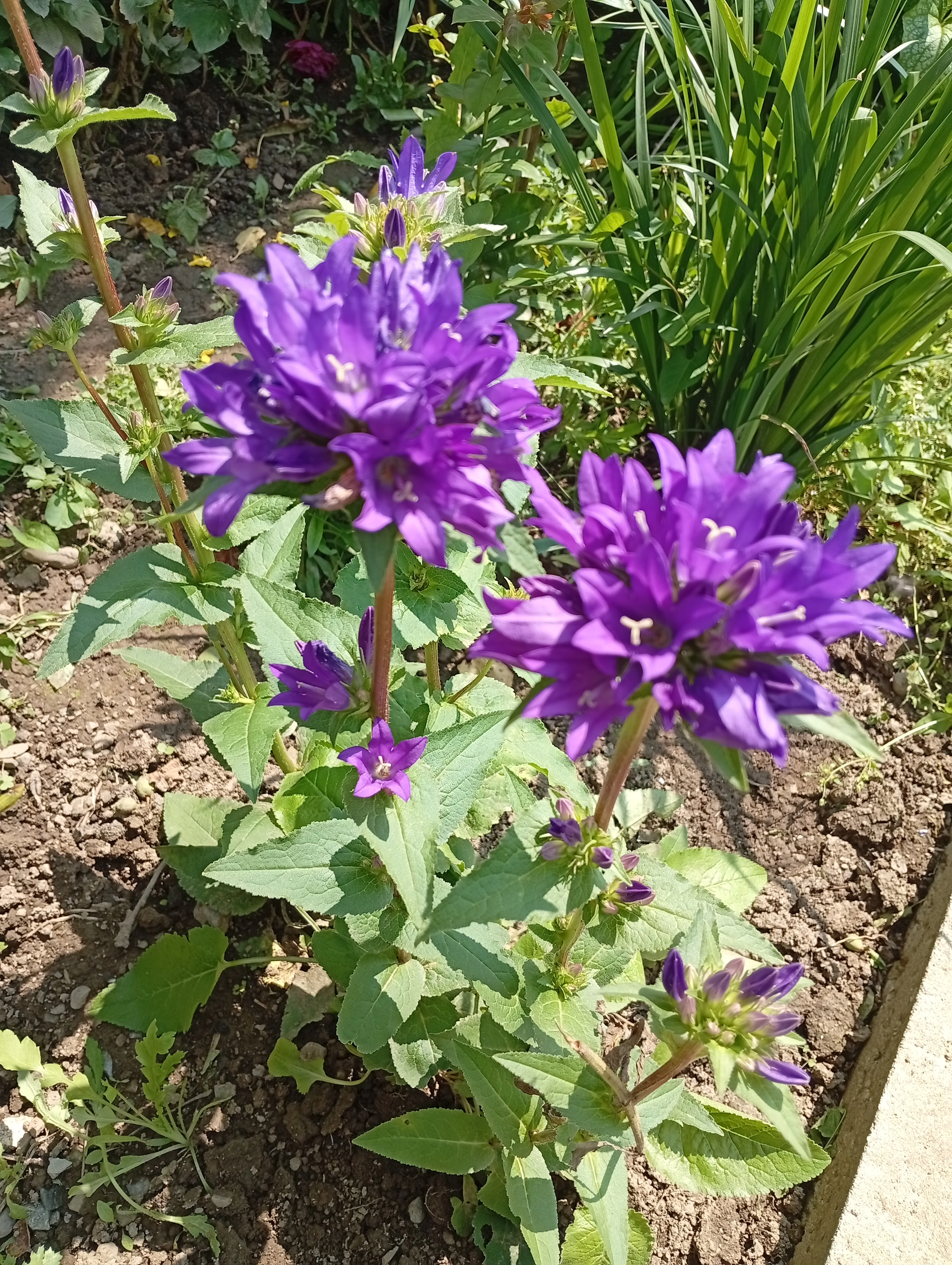Колокольчик скученный, яркий акцент на клумбе.