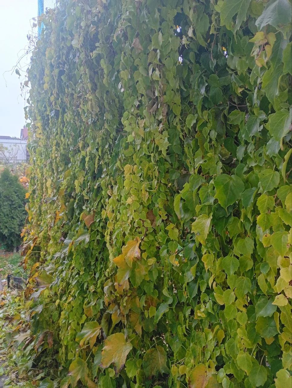Стойкий девичий виноград