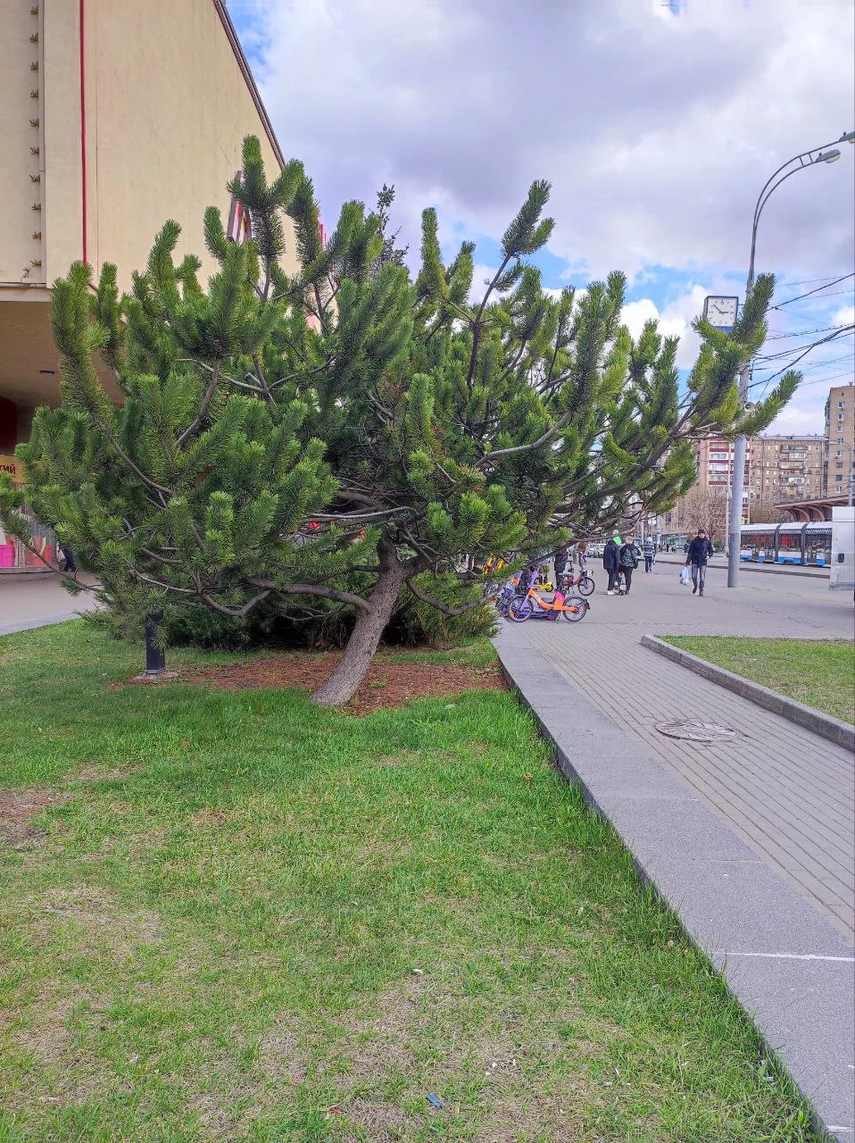 Понравилась сосна у метро Семеновская
