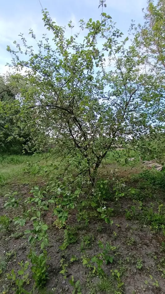 Молодая яблонька