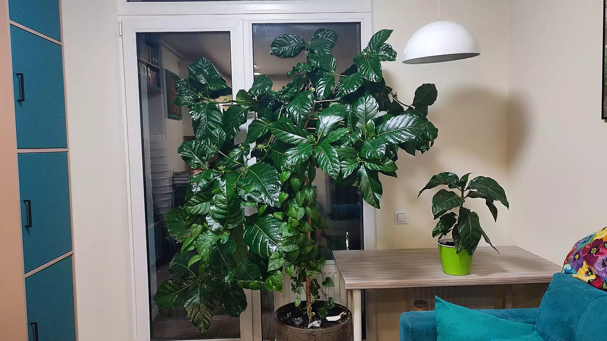 Моринда цитрусолистная, или нони (Morinda citrifolia) — «сырное дерево» из Юго-Восточной Азии