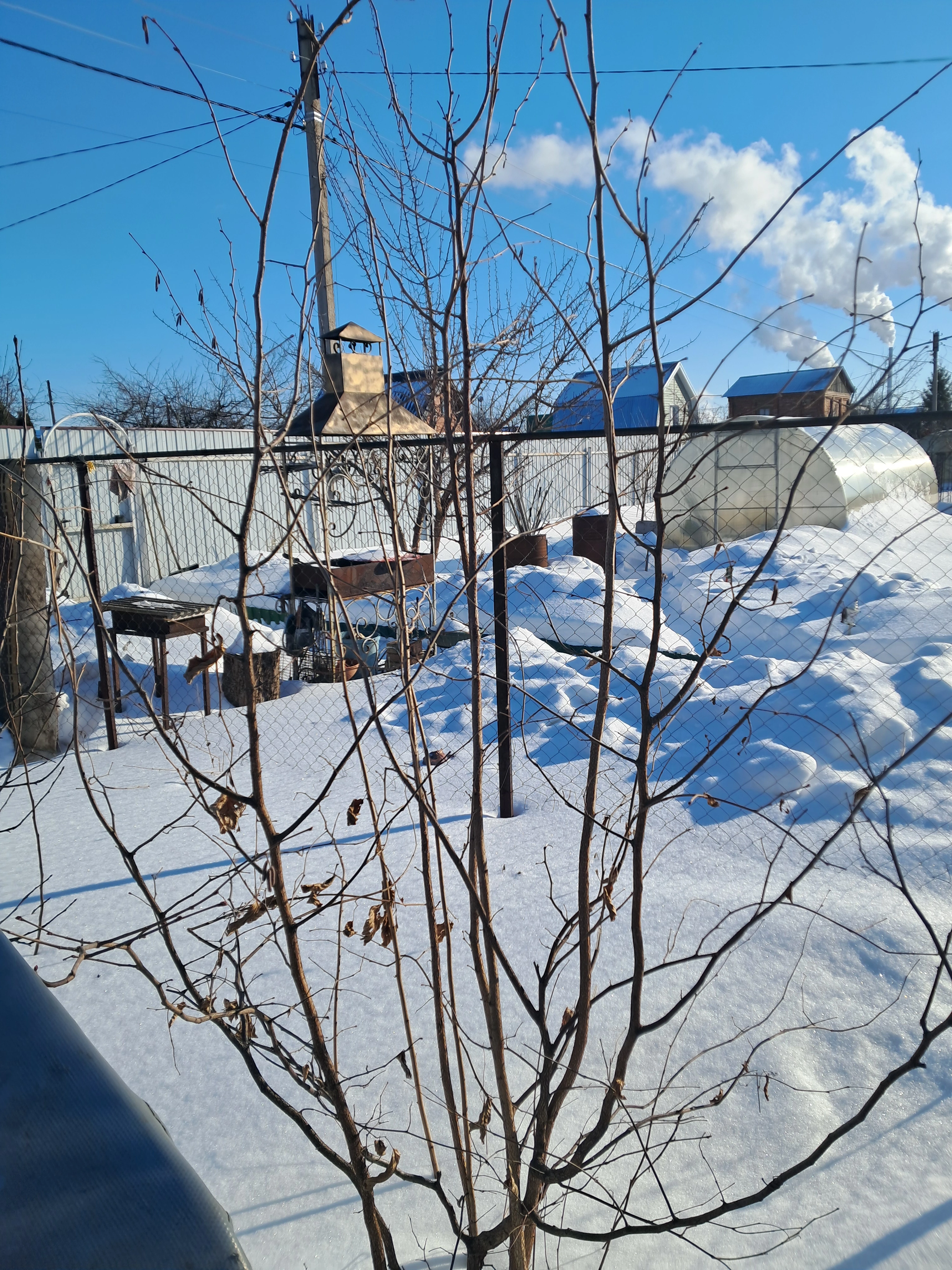 Оправдается ли наш риск по пересадке взрослого фундука?