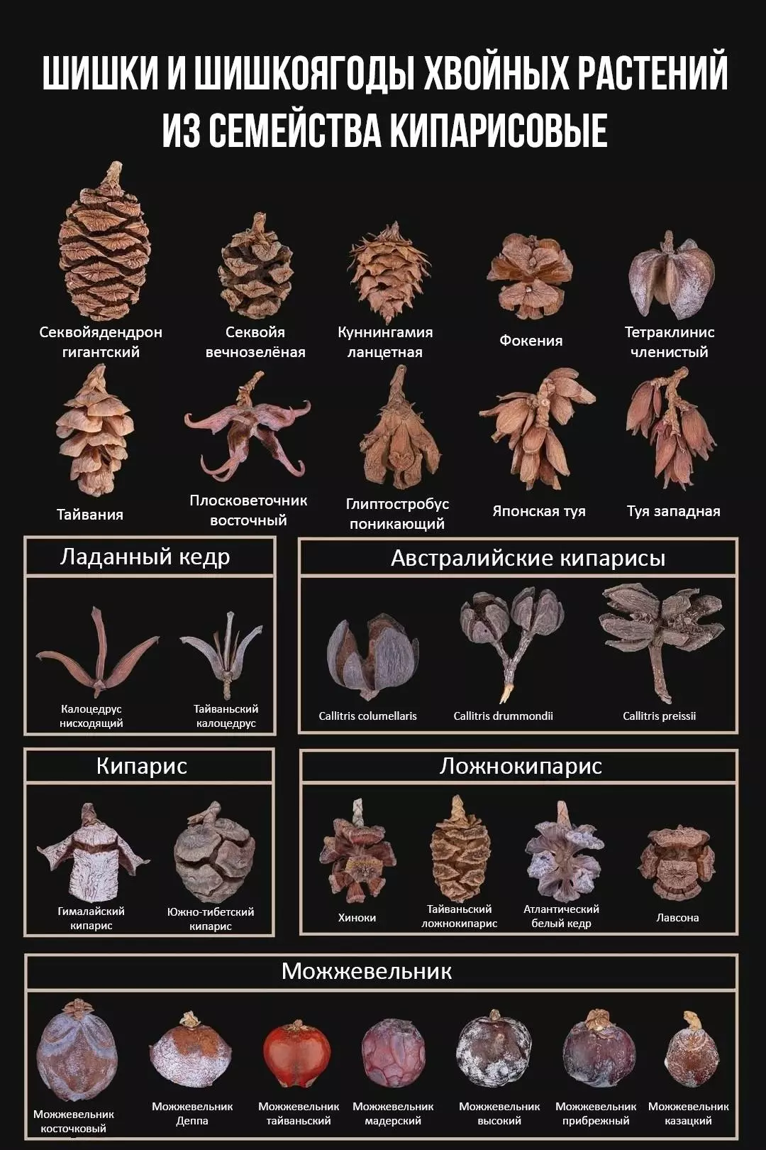 Как различать между собой растения семейства кипарисовых