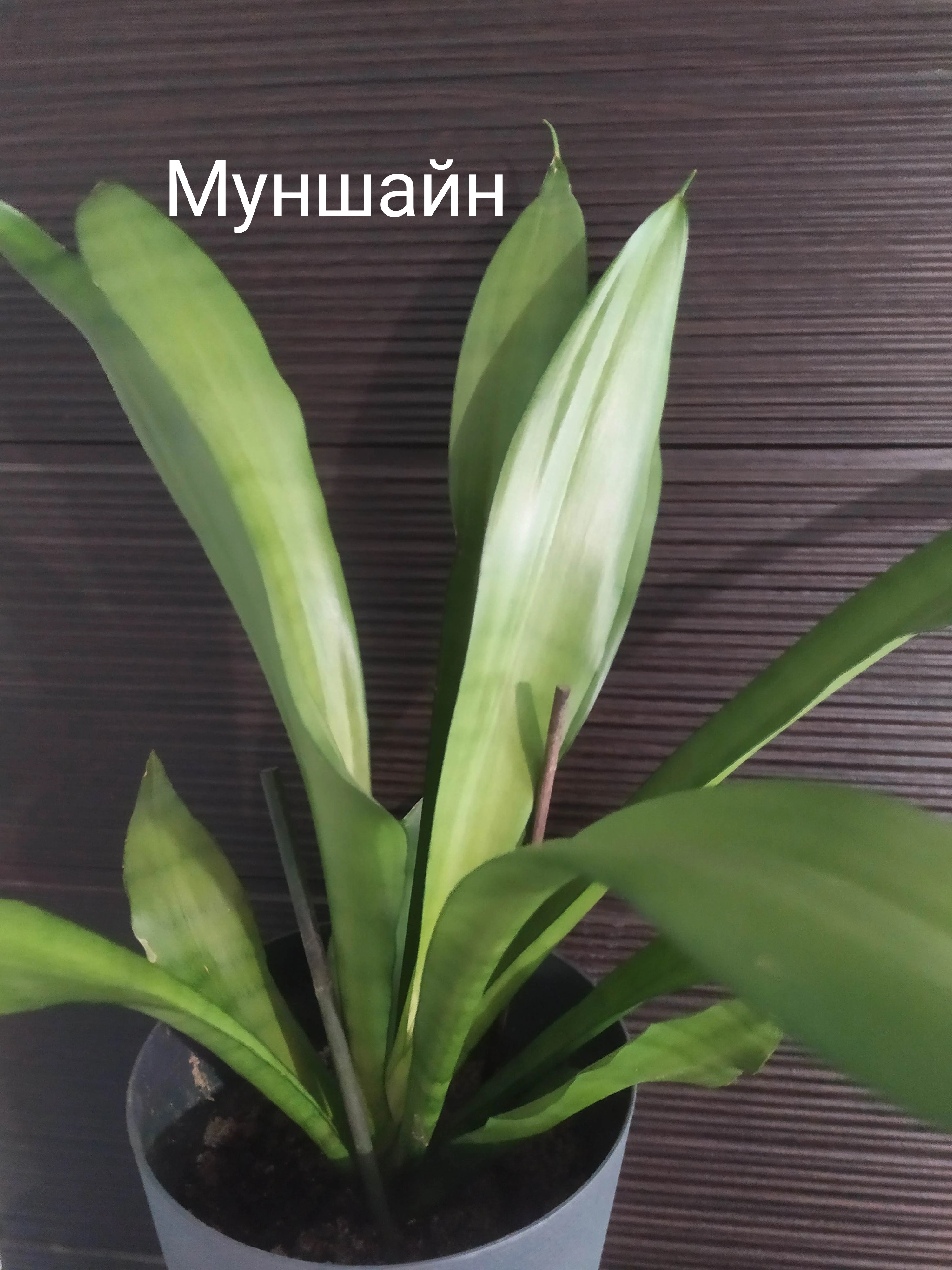 Сансевьерия не прихотливое и эффектное растение.