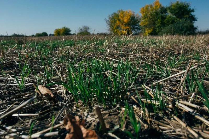 Принципы системы no-till