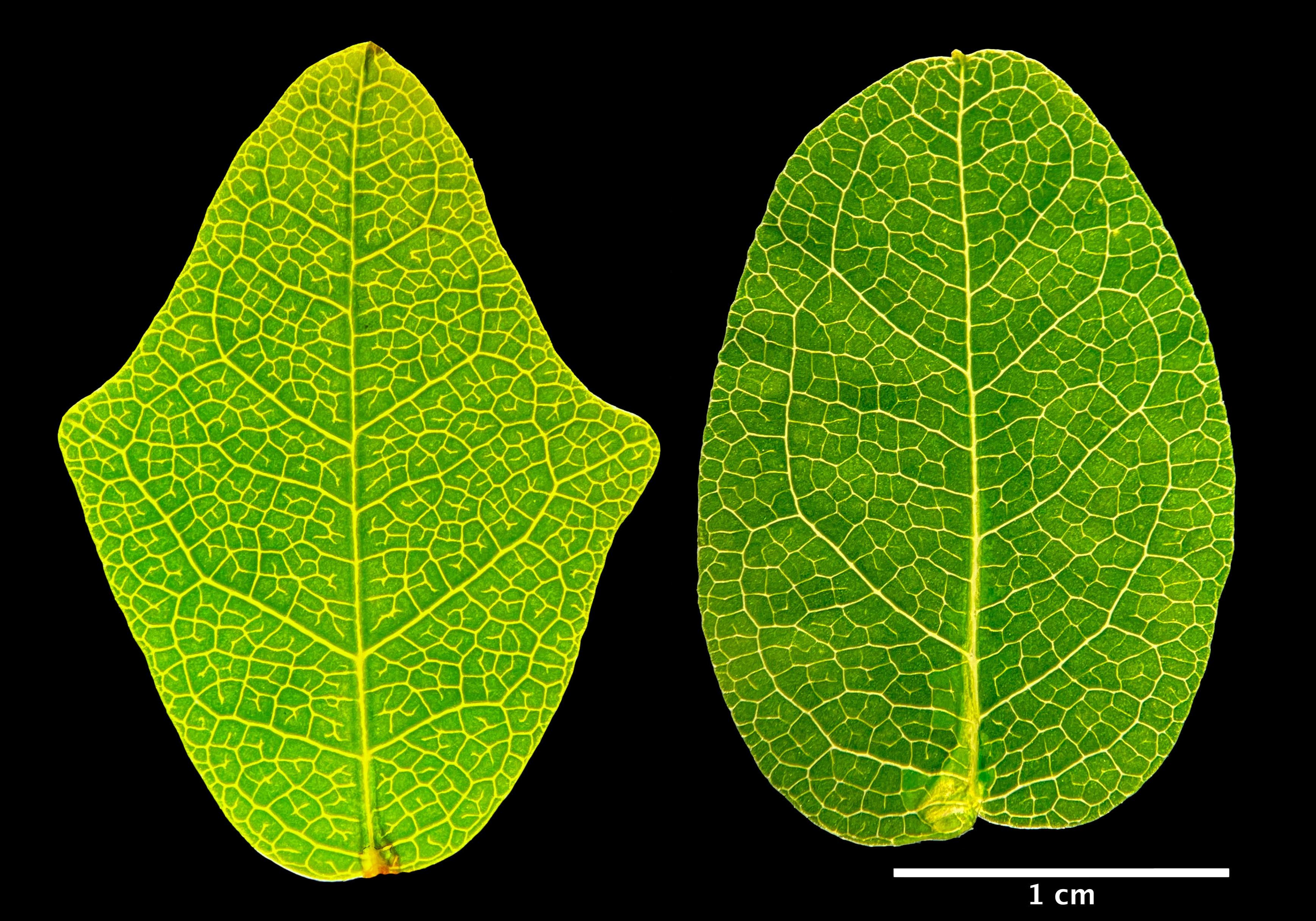 Boquila trifoliolata. Лист в форме губ. Лист от растения в форме зонтика. Могут ли растения видеть.