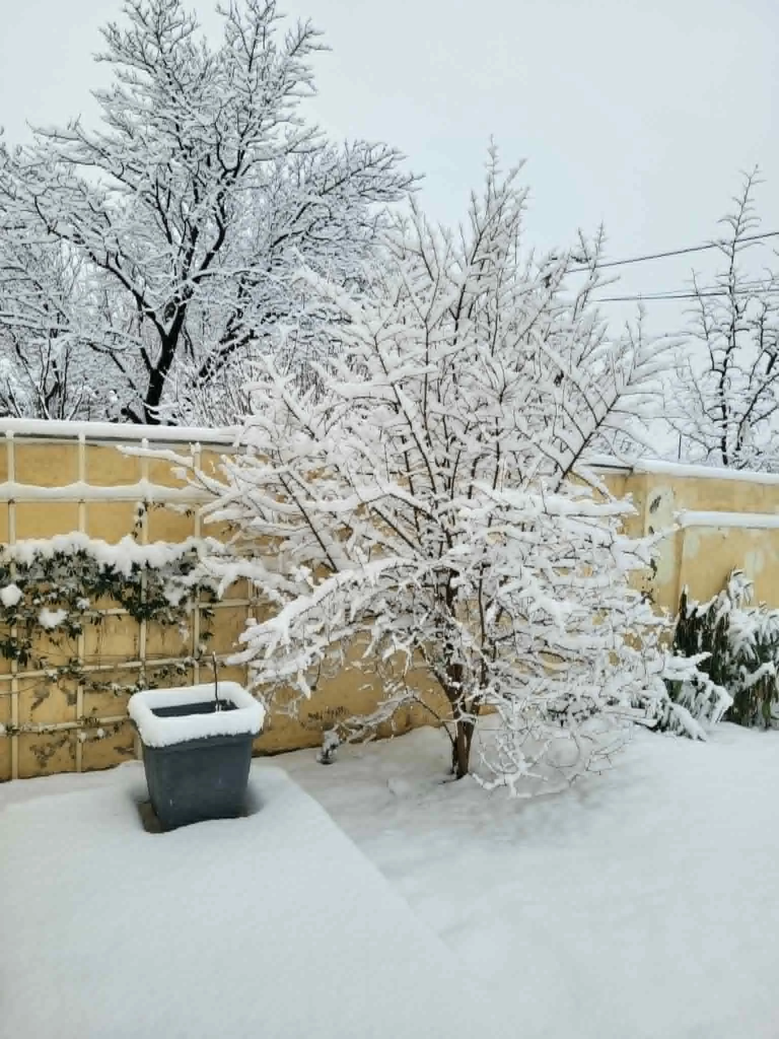 В мой южный сад пришла зима