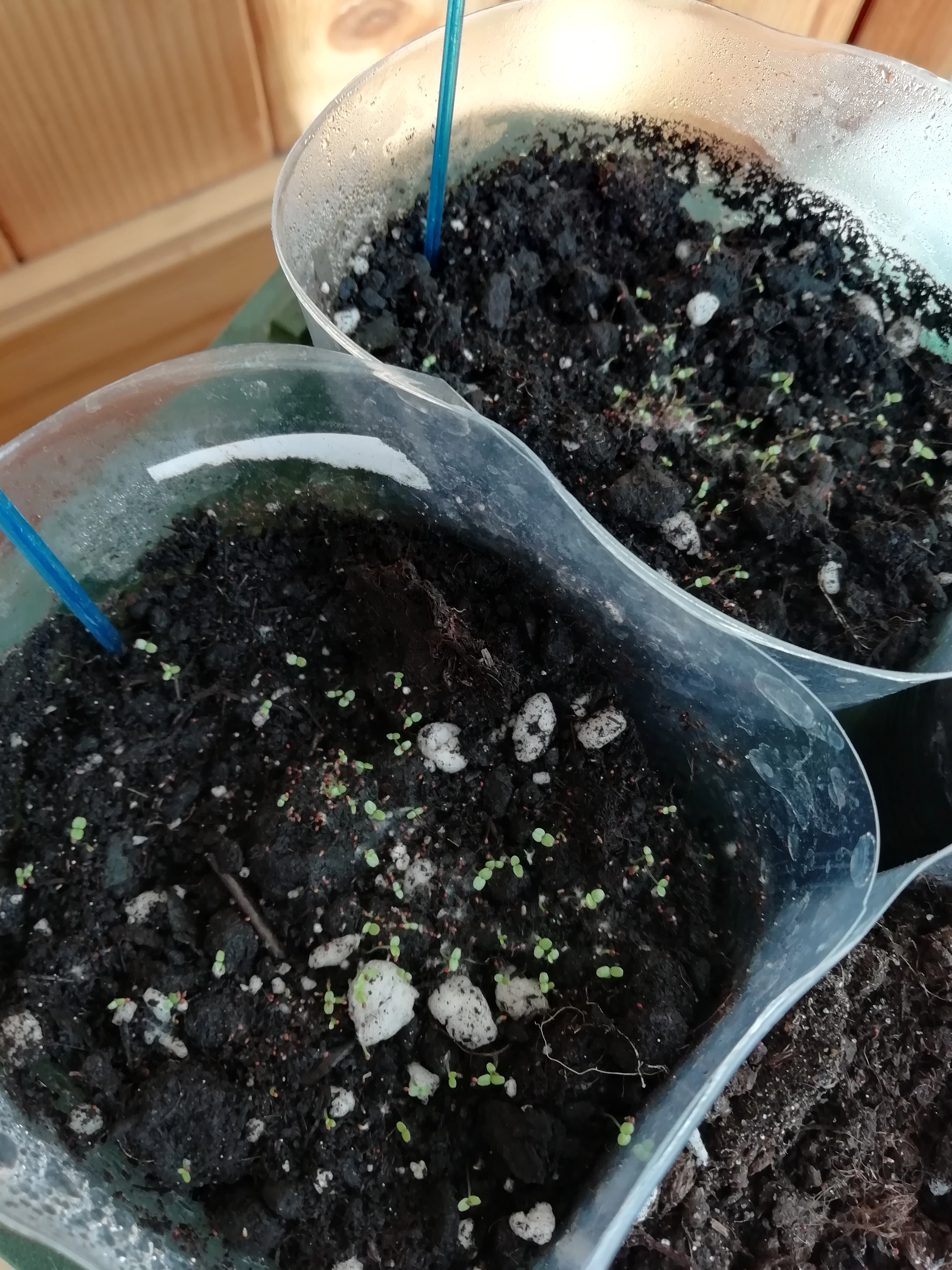 Первые всходы лобелии.