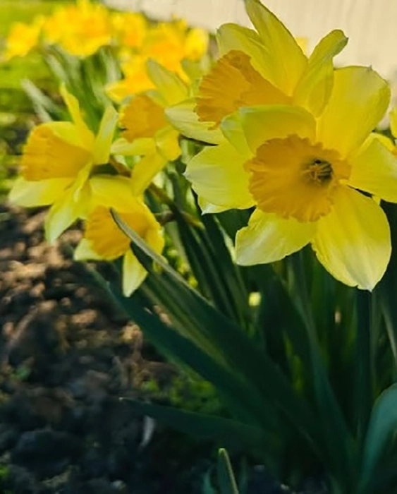 Мои маленькие солнышки