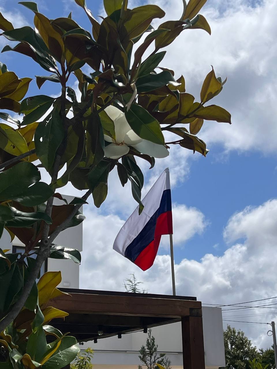 В Севастополе зацвели магнолии