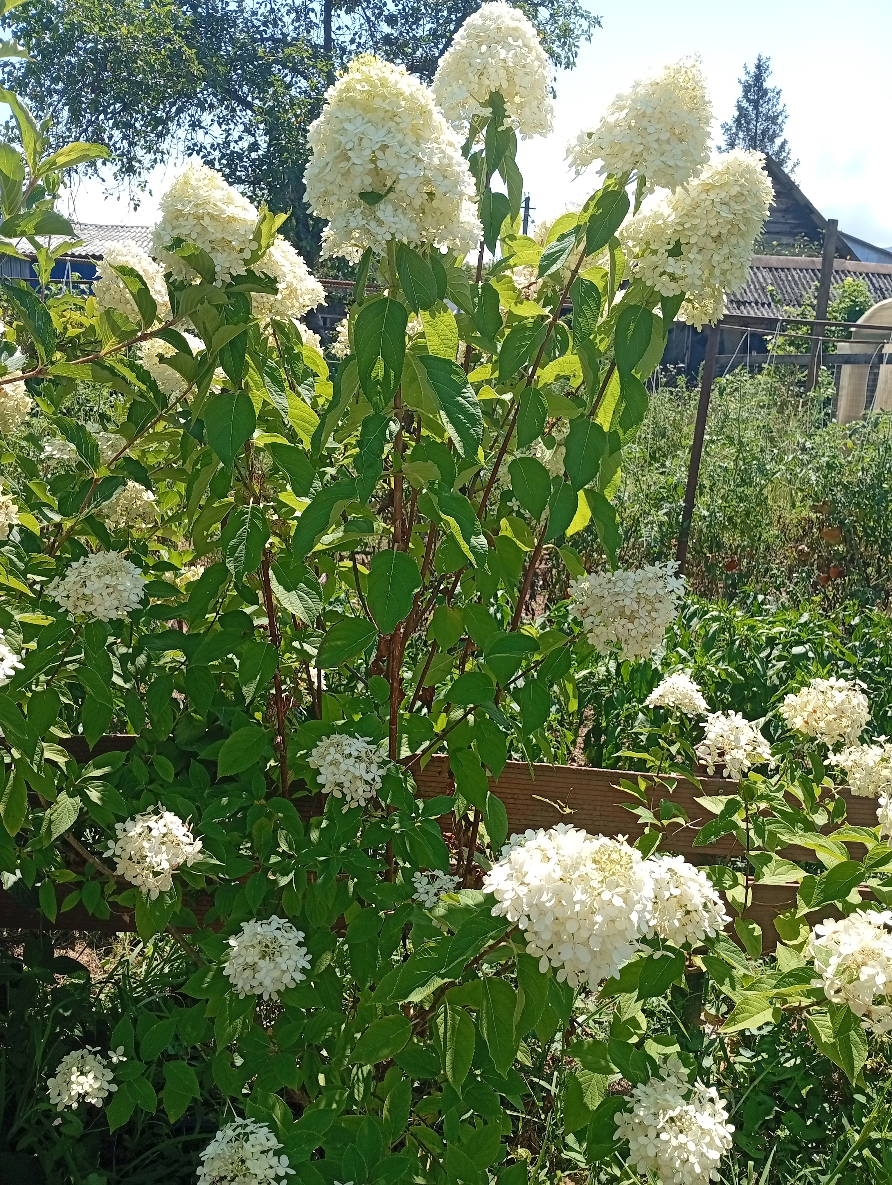 Гортензия метельчатая, моя любовь.