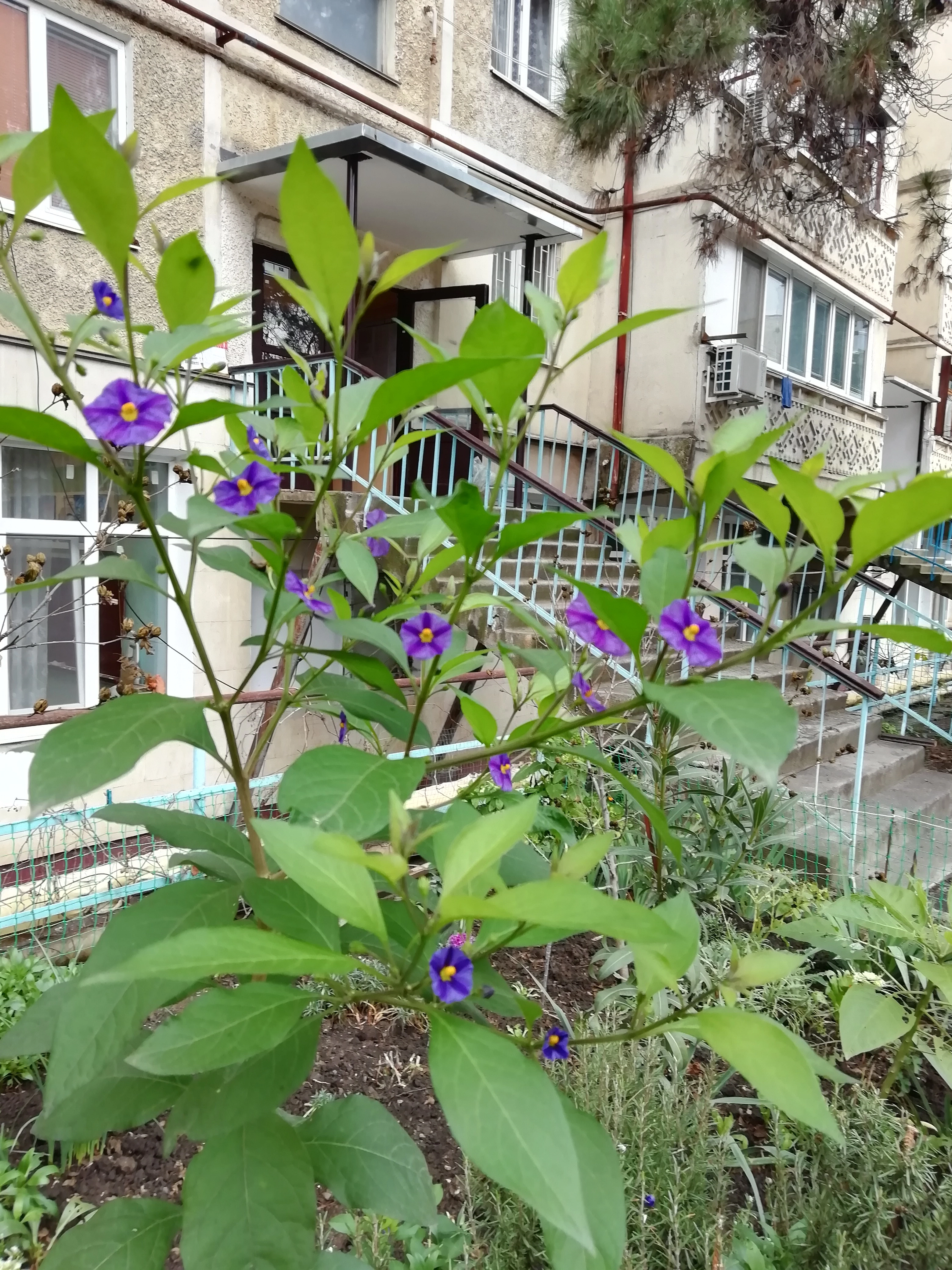 Убираем картофельные деревья на зимовку.